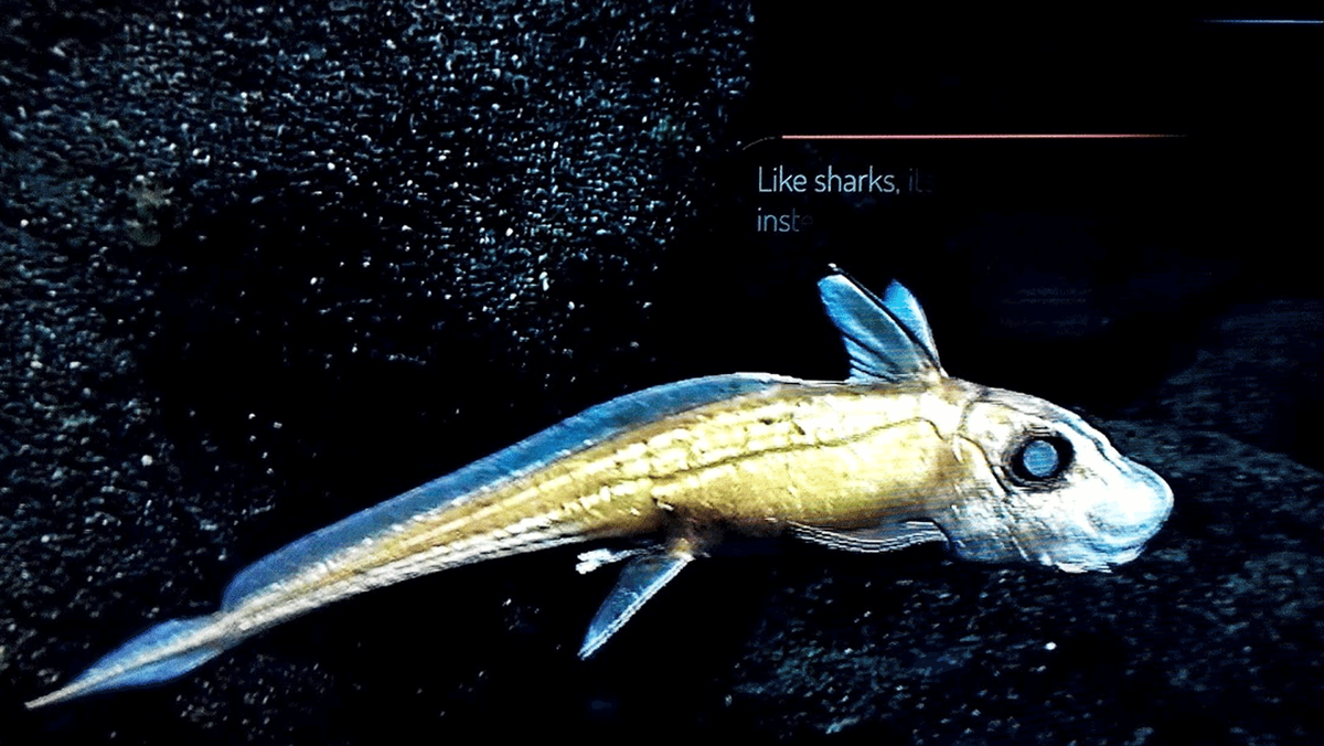 (Обитатель Марианской впадины. Экспозиция в Эйлате.)