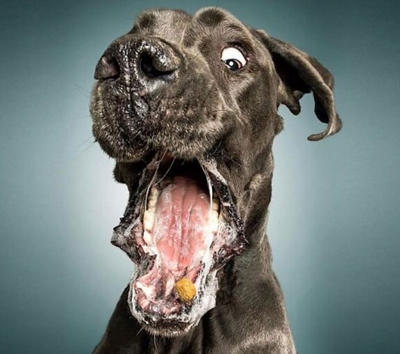 1) Немецкий дог голубого окраса - спокойный, проблем в общении не возникает