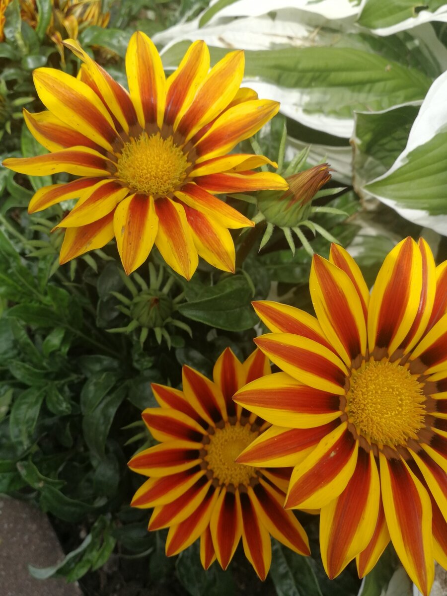 Африканская Ромашка Гацания Газания фото 5