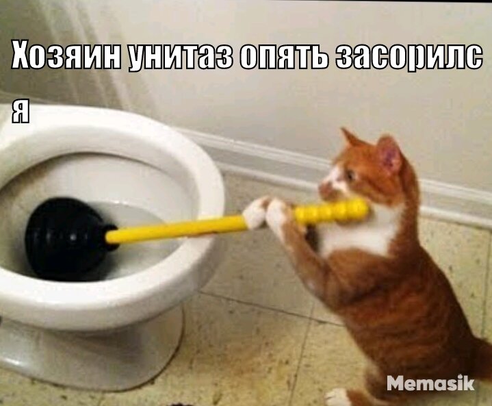 Кошачий помощник.