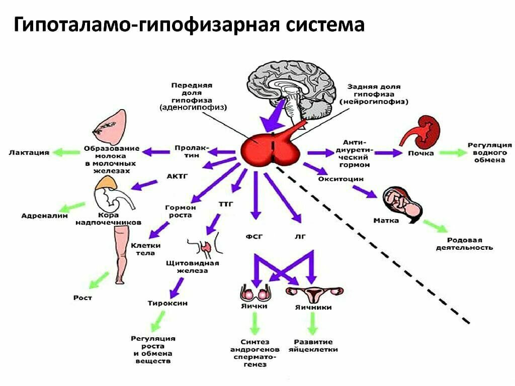 На рисунке схематично изображено гуморальное влияние гипофиза на функционирование щитовидной железы