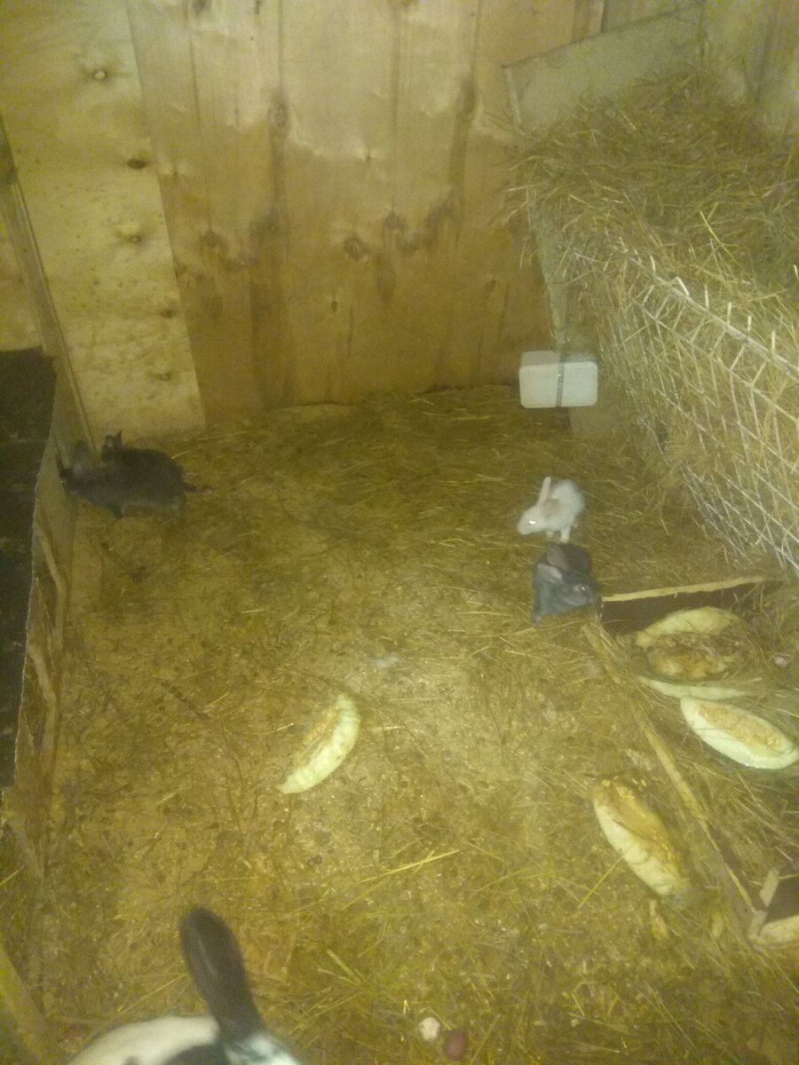 И ещё  четыре кролика Полтавское серебро и белый