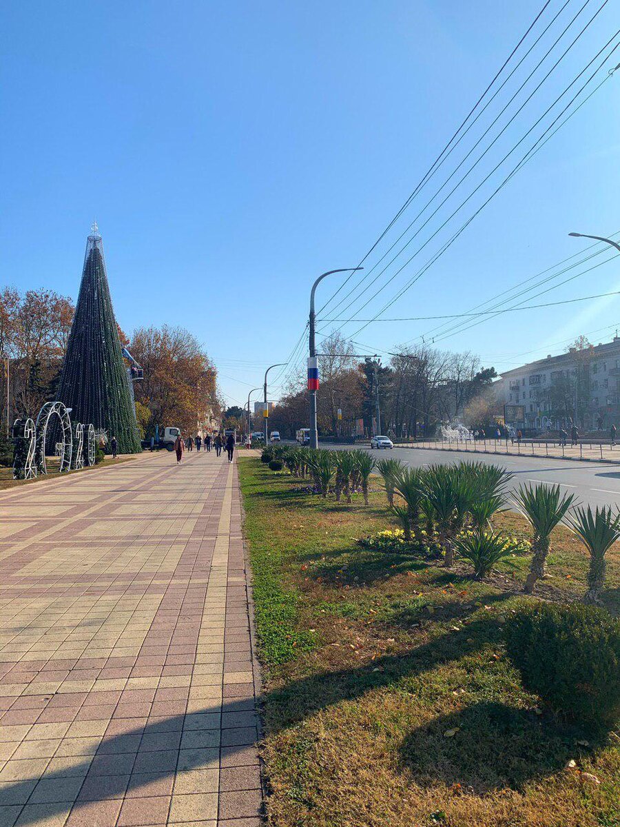 Пальмы возле городской администрации