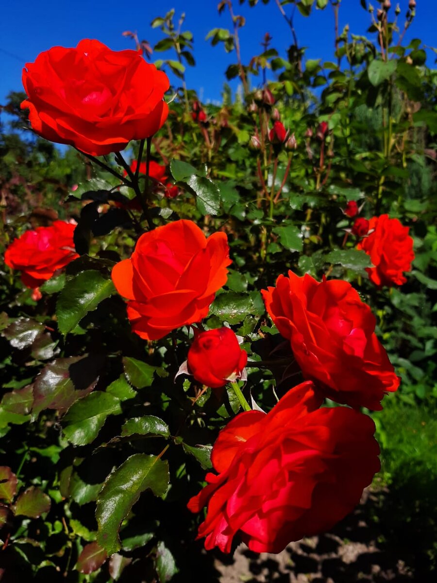 Ремембранс. Флорибунда.