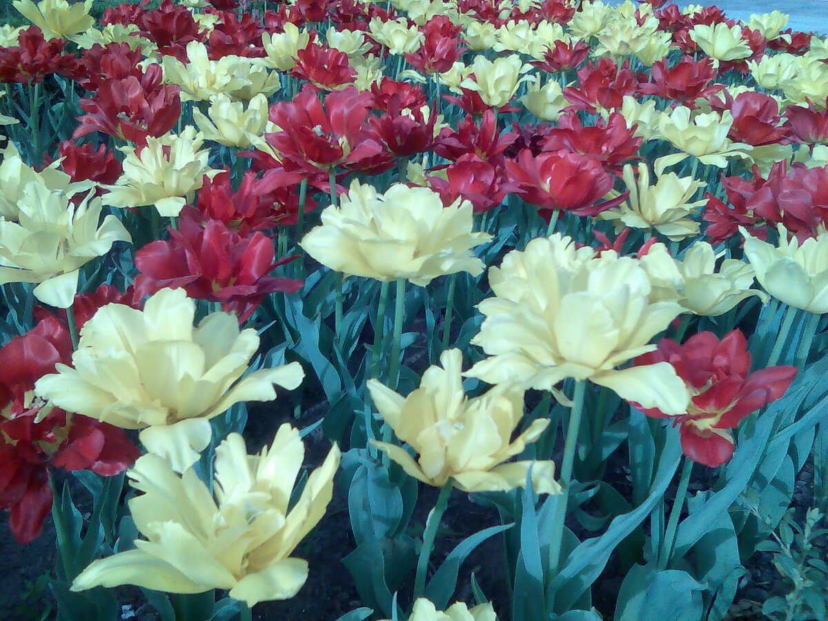 А это просто цветущие клумбы на улице Красной, Краснодар. Фото автора