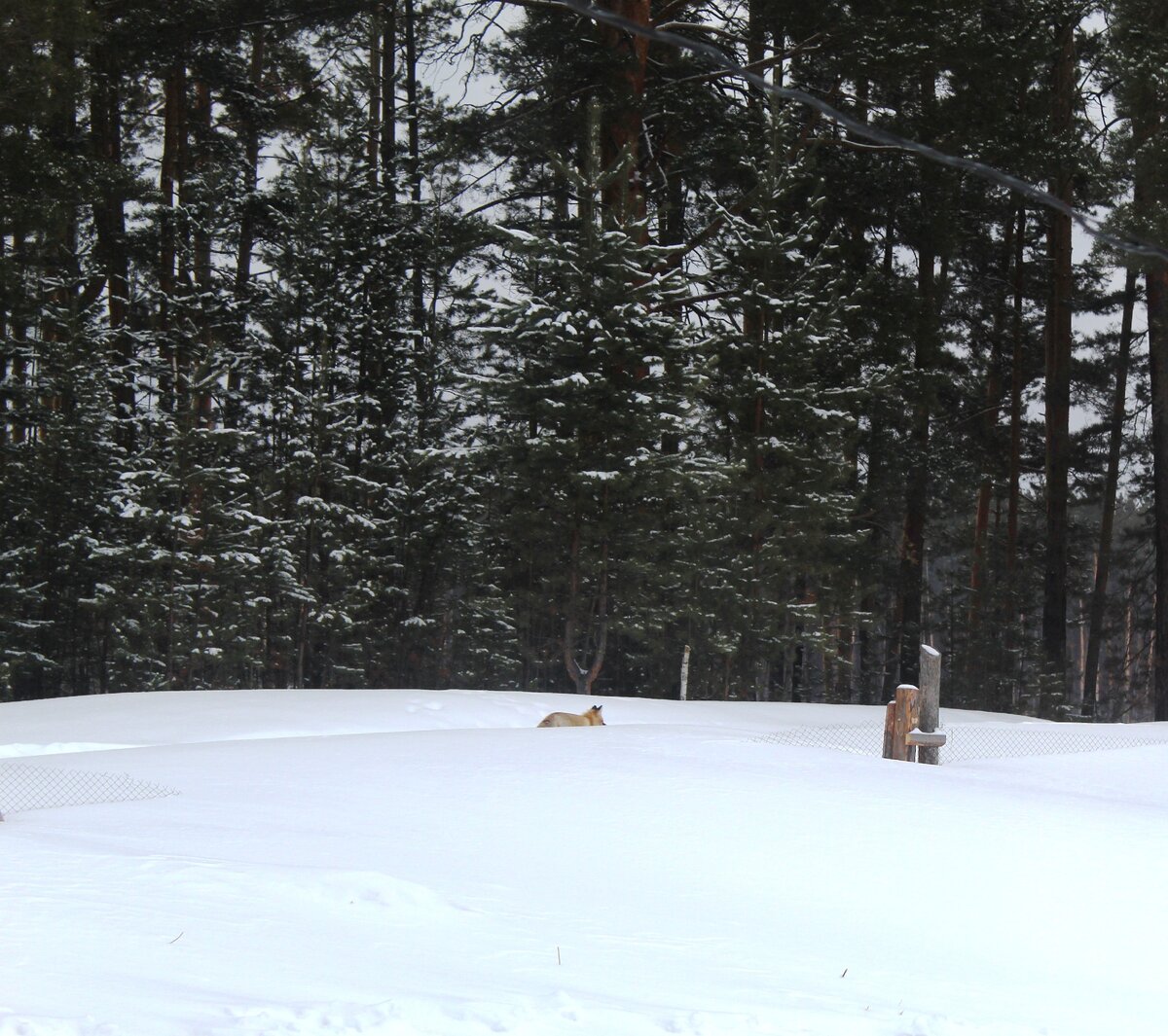 За окном бежит лисичка.