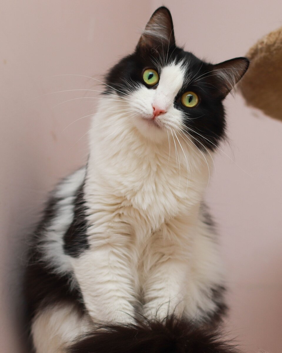 Быстрее бы нашёлся дом и человек для нашей Жасминки, потому что устала она вглядываться в камеру и позировать