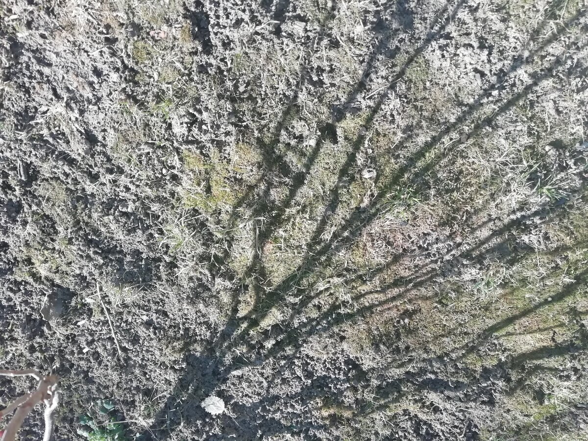 Все зеленое от мха