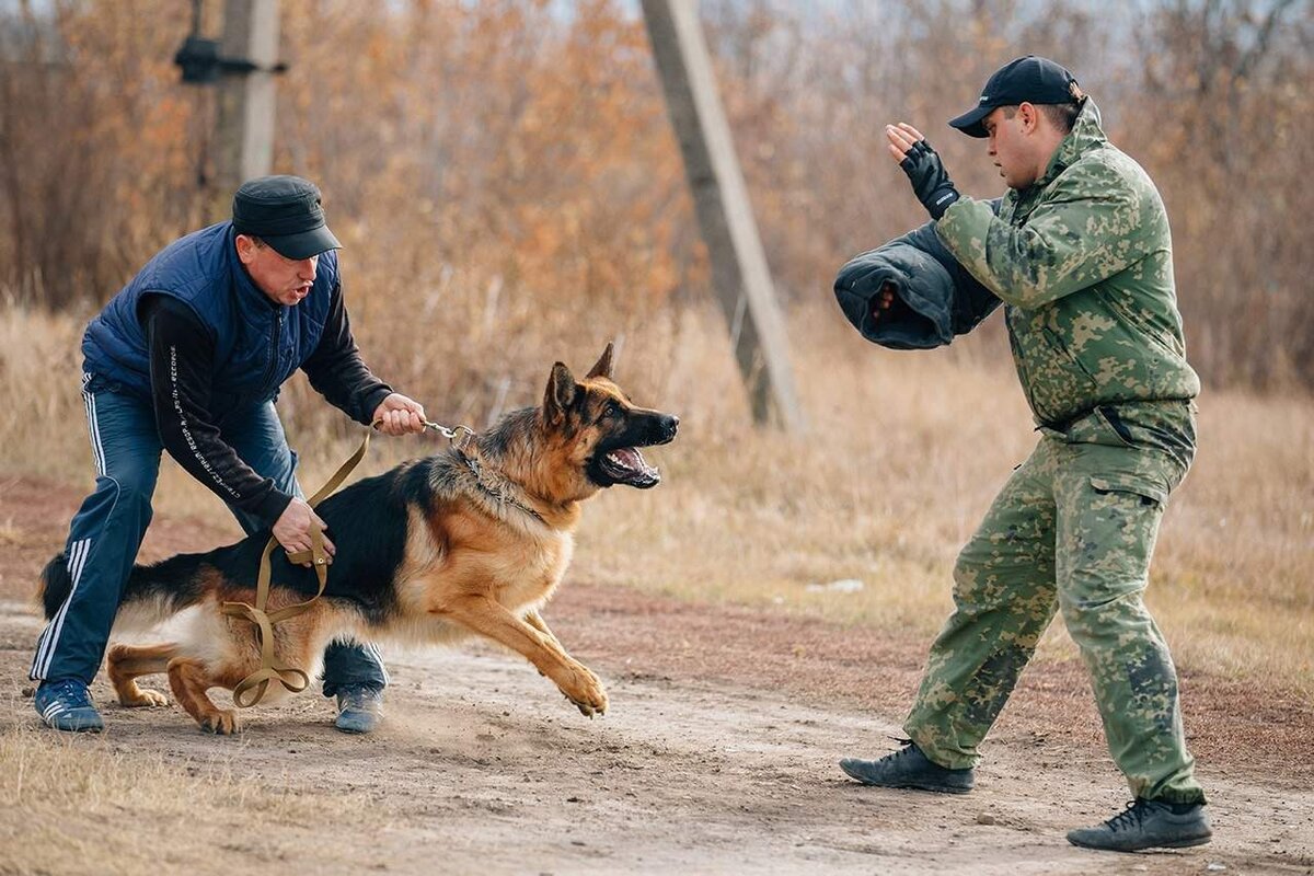 клуб кинолог