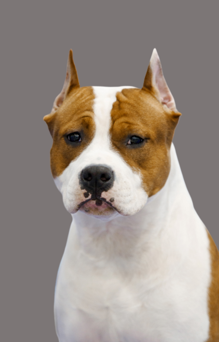 Выставка собак Американский стаффордширский терьер