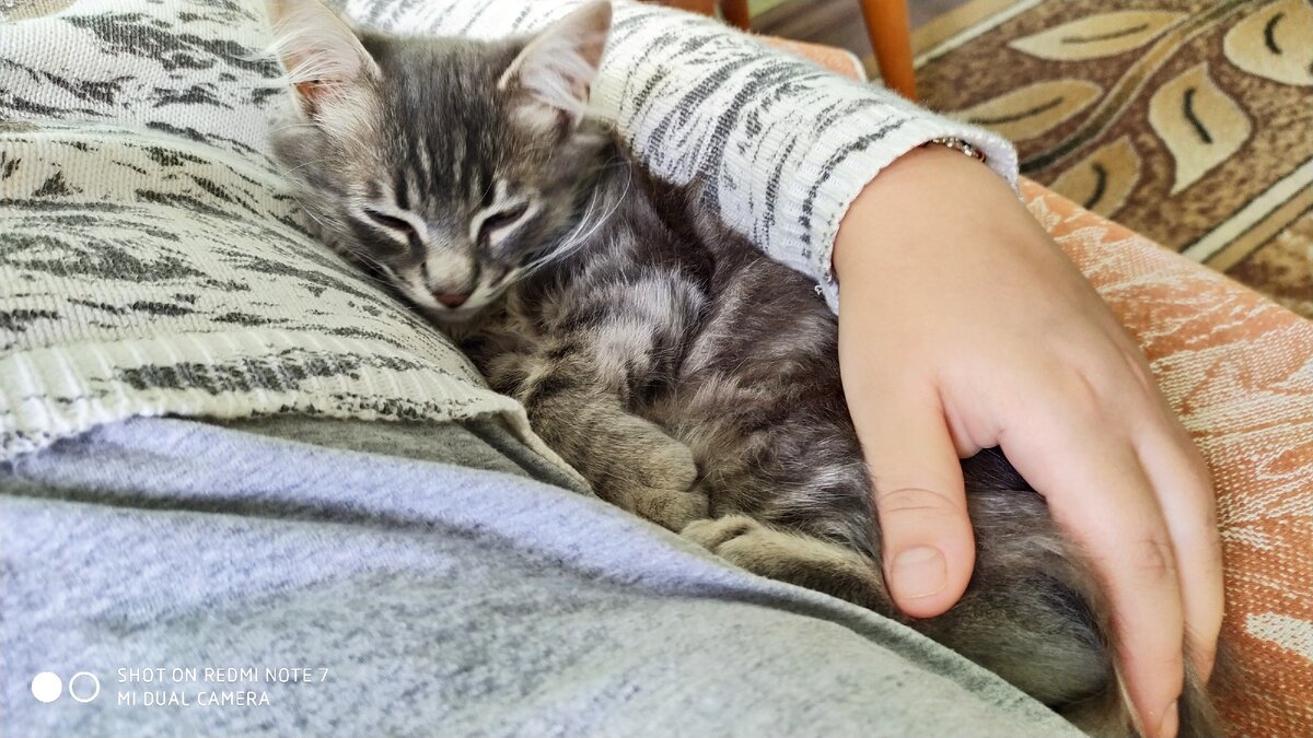 Милый котик