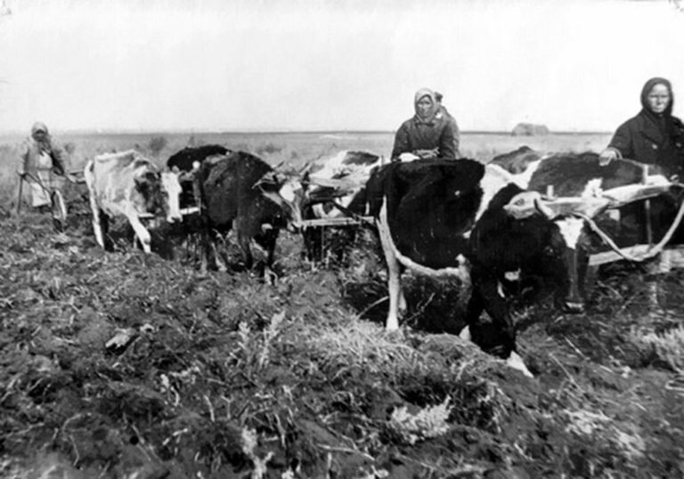 Из Яндекса. Вот так и пахали наши бабушки в отсутствие тракторов и мужчин. 