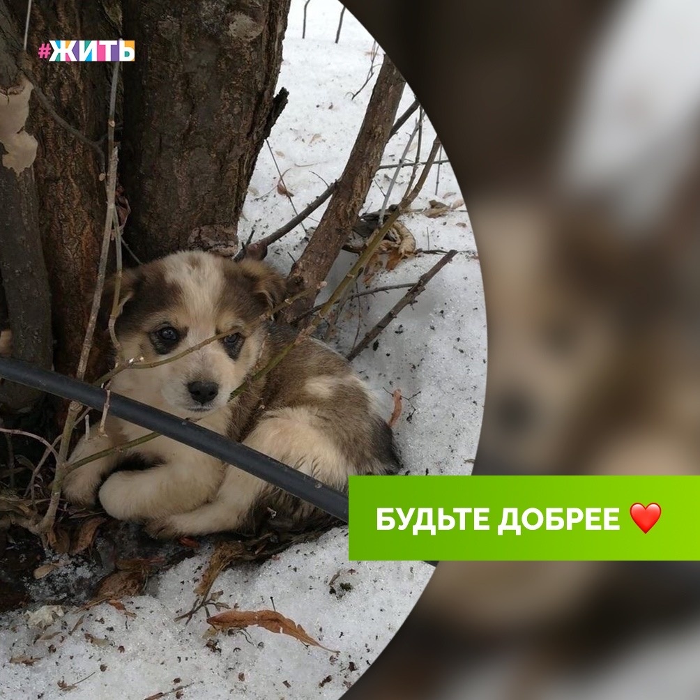 Не зря говорят, что любой человек считает свою собаку особенной. И ни один при этом не ошибается. Несмотря на то, что у каждого пса свой характер, радость, которую четвероногие друзья дарят нам ежедневно, всегда одинакова. Прогулки, игры, даже простые почесывания за ухом — все это делает людей счастливыми. Даже один взгляд на эту мордочку может поднять настроение. Вот и герой сегодняшнего поста не смог пройти мимо брошенного щенка😌

Мы хотим сказать вам только одно: не проходите мимо! В мире так много тех, кто нуждается в вашем внимании и заботе🤗

#жить #проектжить #добро #животные