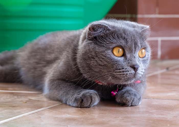 Фото британской кошки