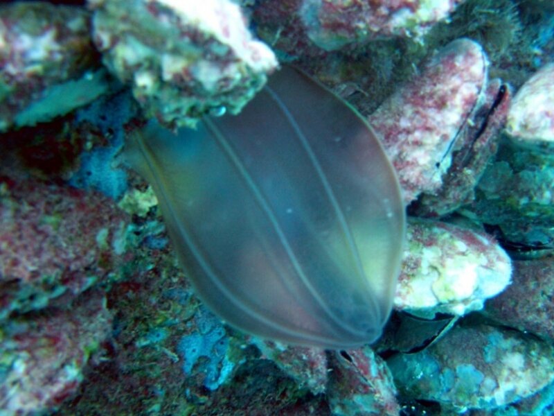 Медузы в черном море в анапе