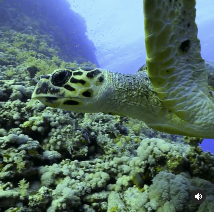 Флегматичная морская черепаха тоже может быть очень опасна