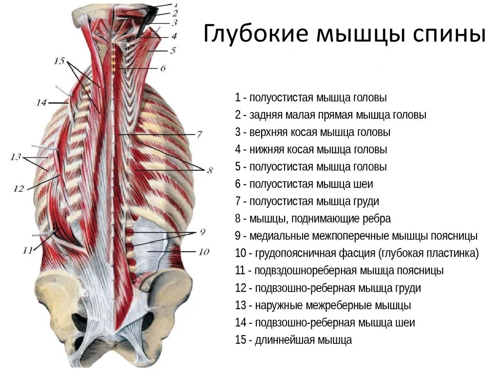 Почему возникают межпозвонковые грыжи и как помочь себе? | Центр доктора  Бубновского | Дзен