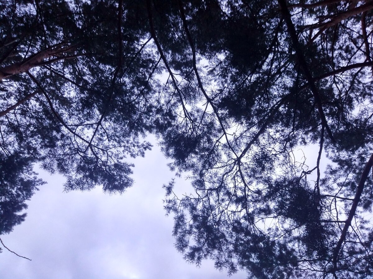 Вот такое вот небо сквозь кроны сосен. Фото моё.