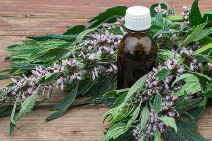 Пустырник помогает при заболеваниях нервной системы