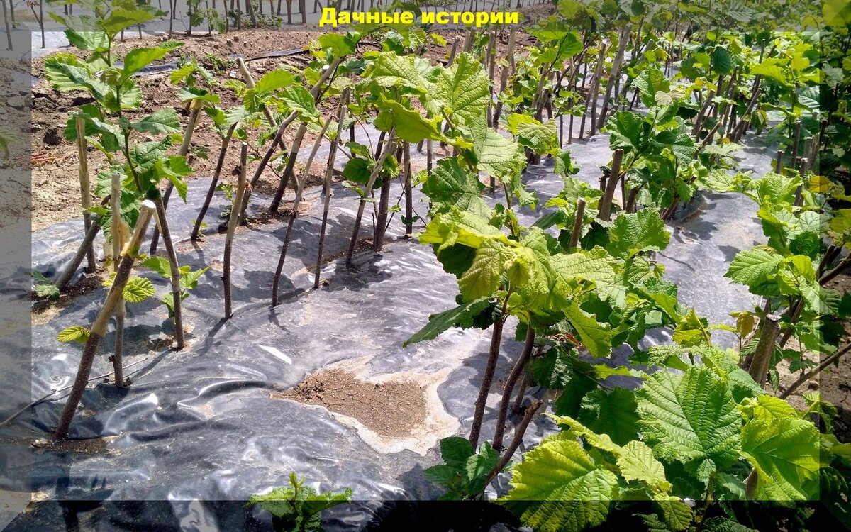 https://vk.com/photo-159774511_457244481