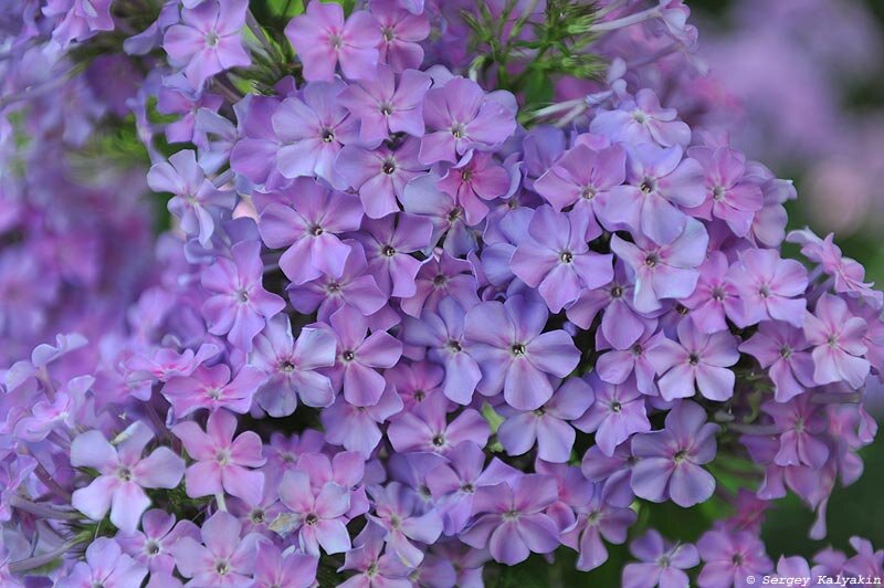 Флокс Мерцающий Александрит