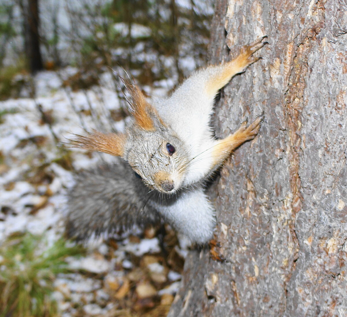 Белка на сосне
