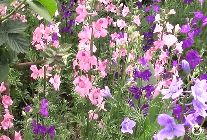 Дельфиниум