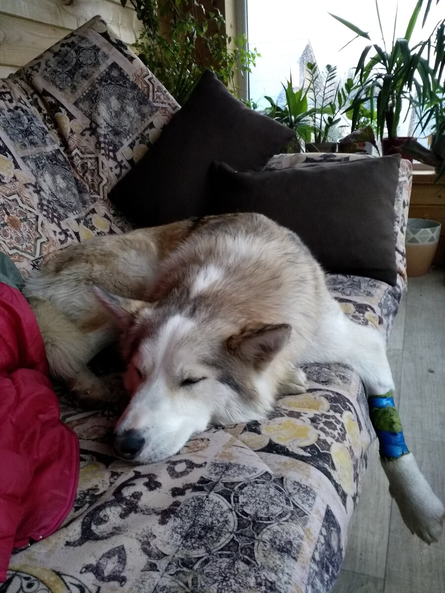 Бедолага наш...