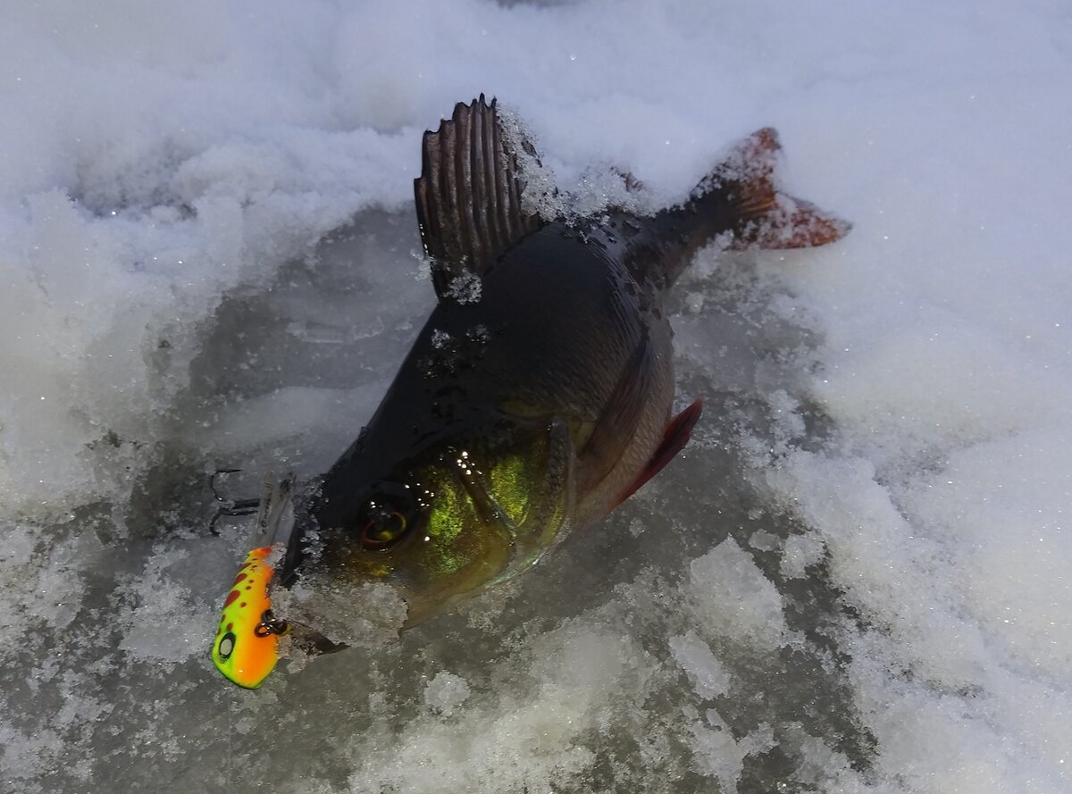 Нет, поимки были, но все не то (((