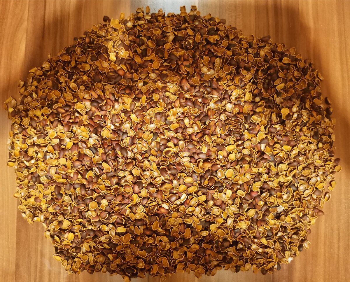 Кедровая скорлупа цельная