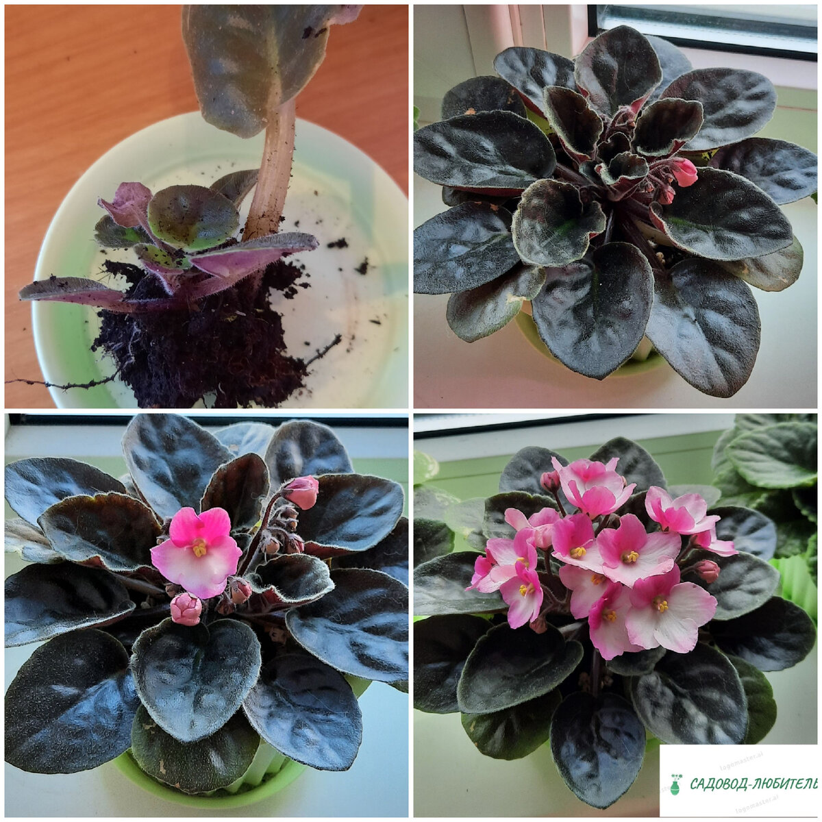 Горшок можно еще меньше.