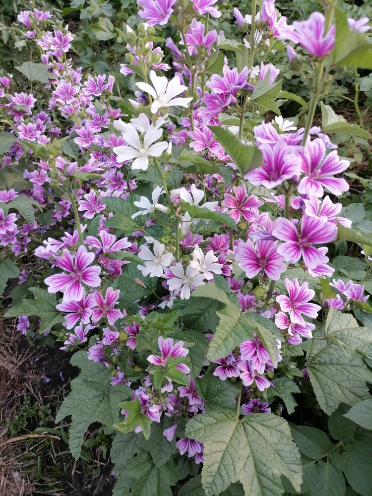 Мальва белая и пестрая, фото автора