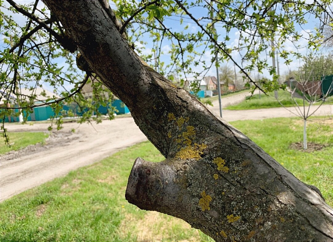 Такие сучки оставлять нельзя ни в коем случае