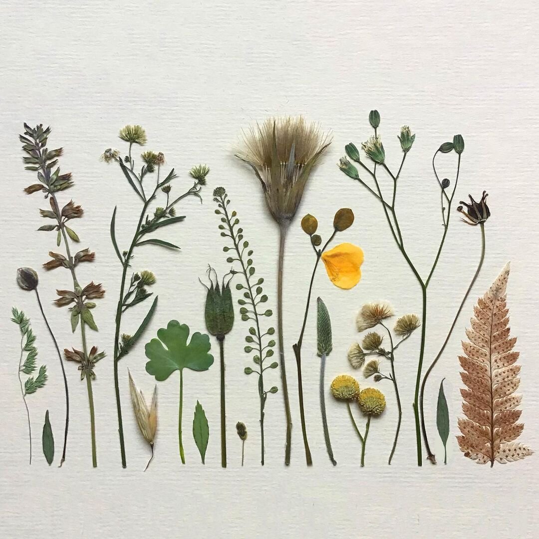 Гербарная композиция. Автор Ирина Шаврина (Философия Гербария)