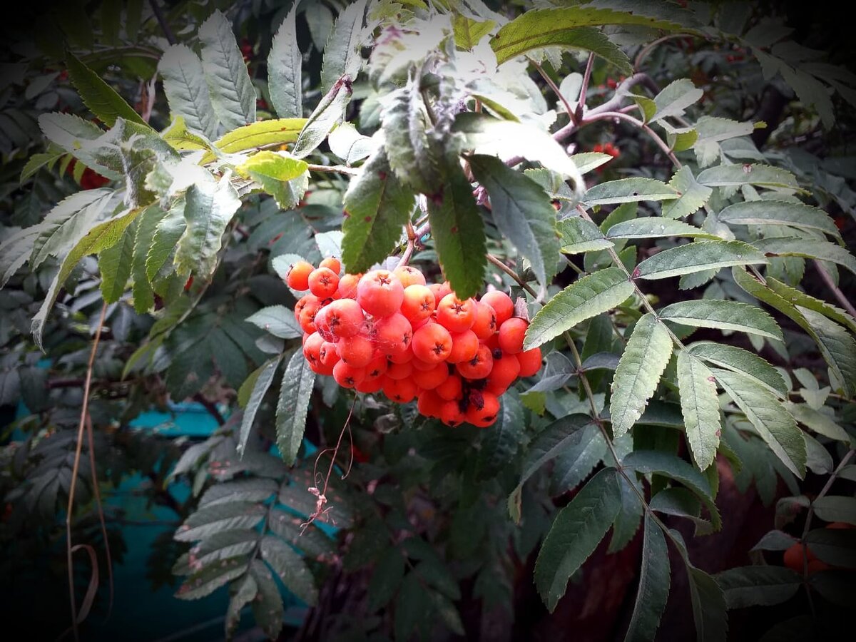 Ах хороша красная рябина