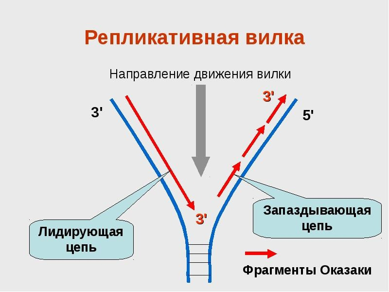 Репликация 5 3. Направление движения репликативной вилки. Схема репликативная вилка биохимия. Строение репликативной вилки биохимия. Репликация репликативная вилка.