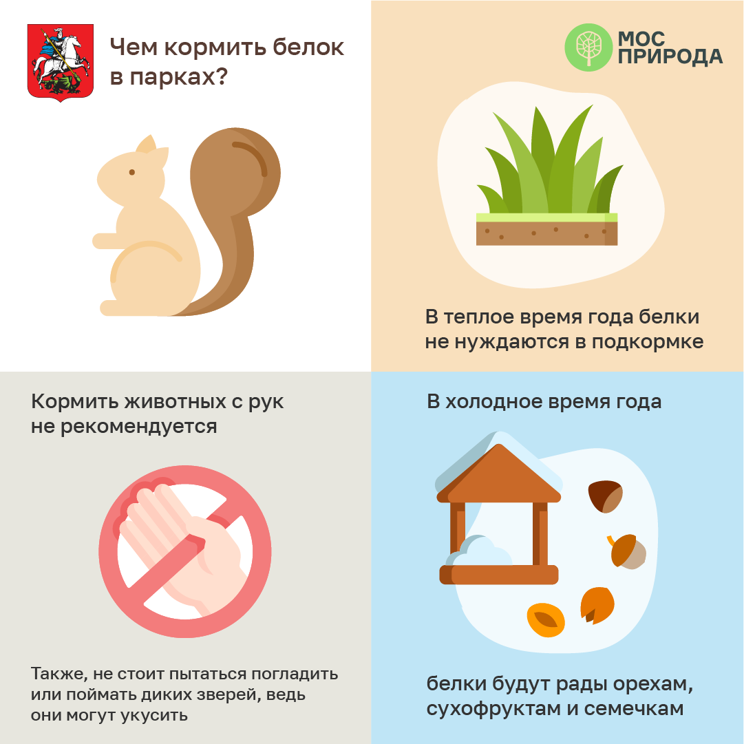 Белок ребенку когда можно. Чем можно кормить белок. Что можно давать белкам. Чем можно кормить белк. Что нельзя давать белкам