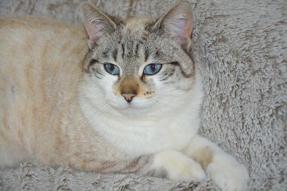 фото взято из открытых источников