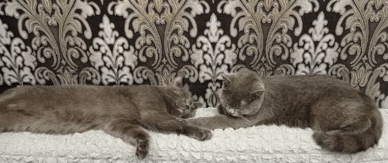 Мия и кот сестры Буба