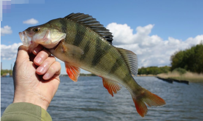 Окунь обыкновенный или речной. Источник: https://na-dony.ru