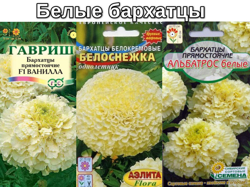 Бархатец белый с пурпурными прожилками: особенности и отзывы