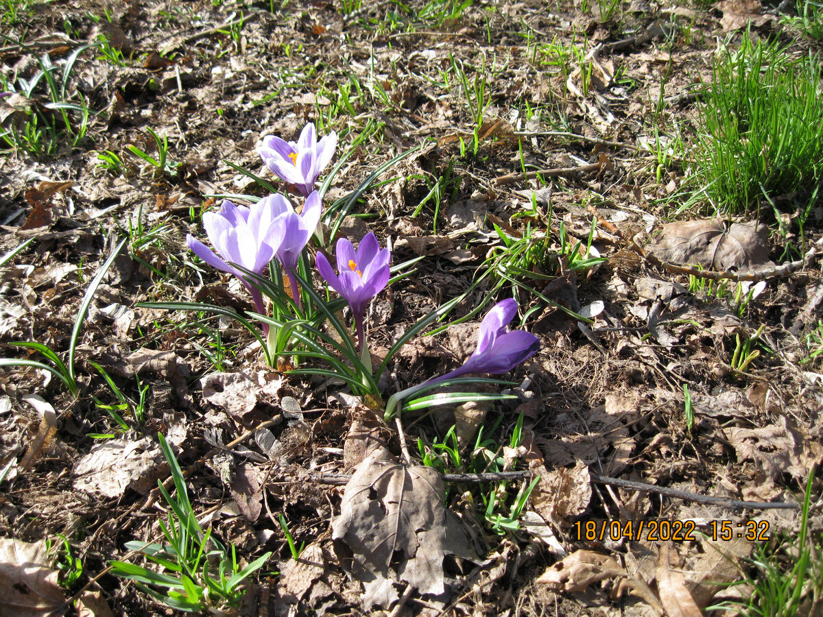 Крокусы цветут в Петровском парке Москвы