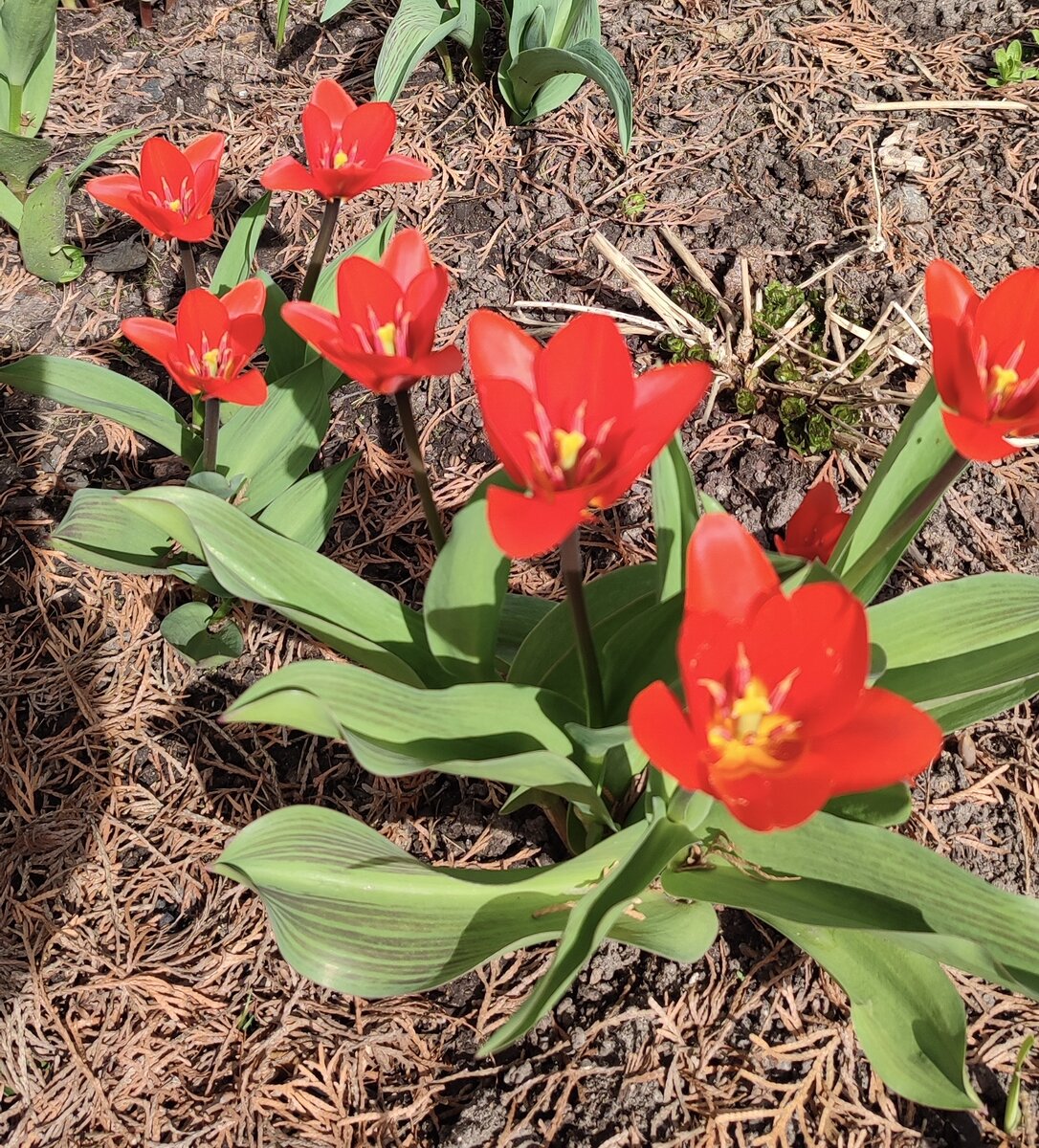 сорт Шоувиннер (Tulipa Showwinner).