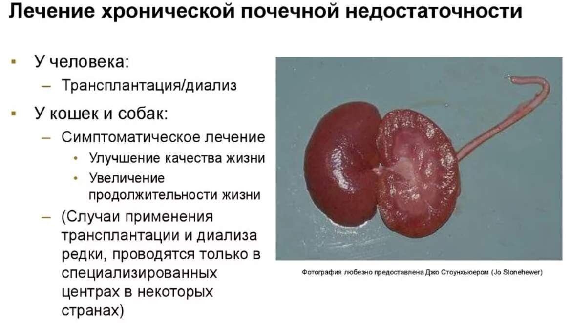 Лечение почечной недостаточности у собак