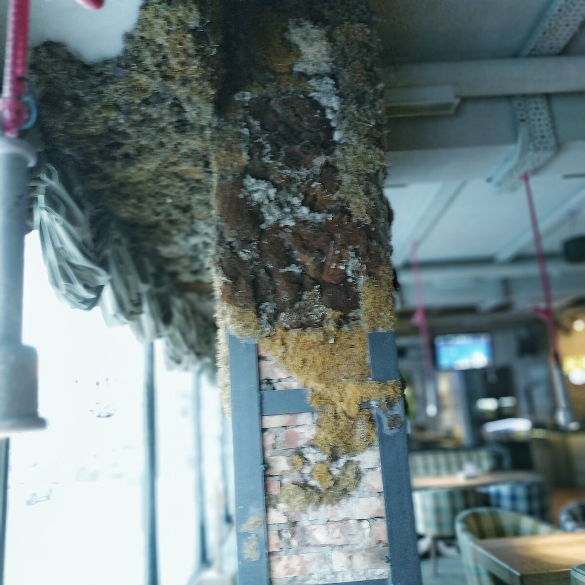 Интерьер, оформленный мхами и лишайниками