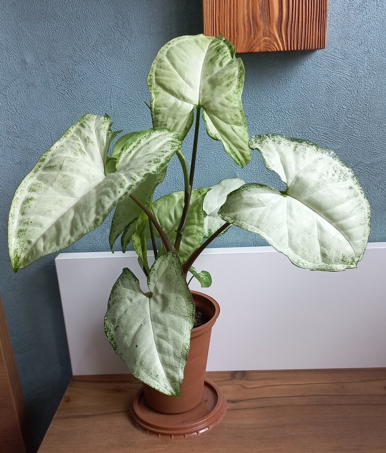 Мой домашний сингониум. 