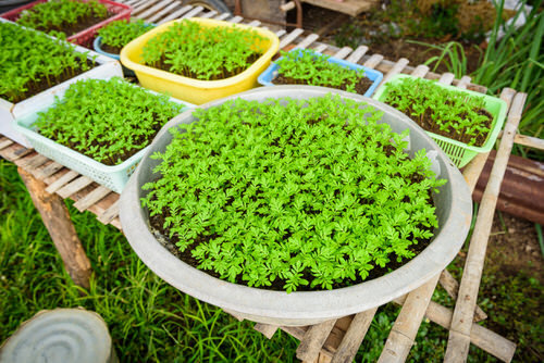 Много-много маленьких бархатцев.