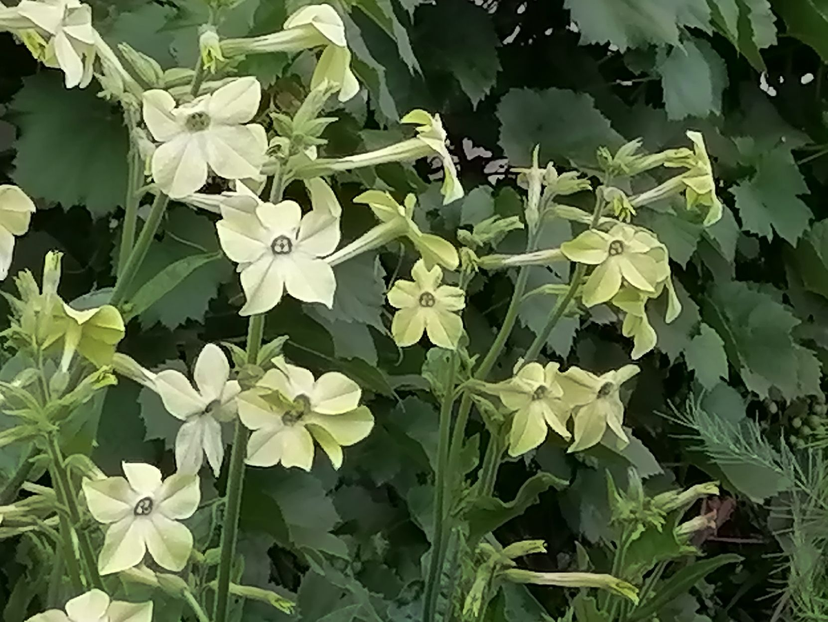 Табак душистый Nicotiana Avalon Mixed