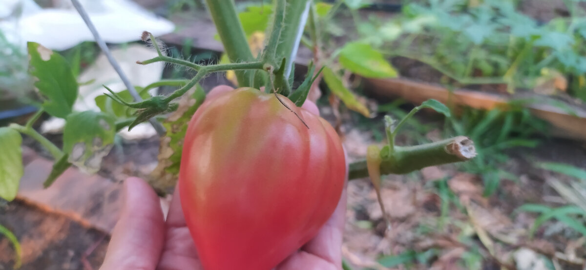 Томат Бычье сердце 