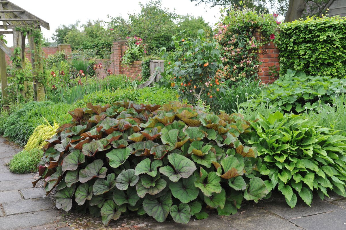     Гиганты для миксбордеров: 5 эффектных многолетников в человеческий рост